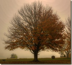 Tree in Fog 22